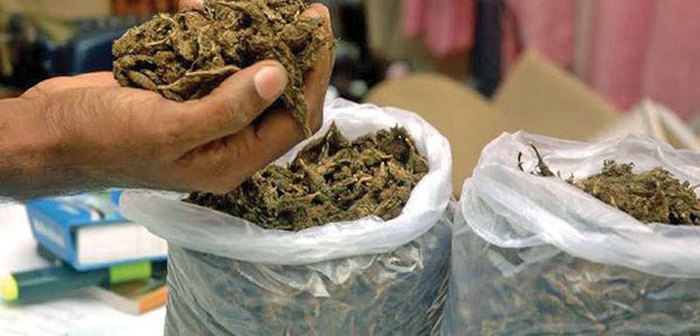 उदयपुरमा १२० किलो गाँजा बरामद
