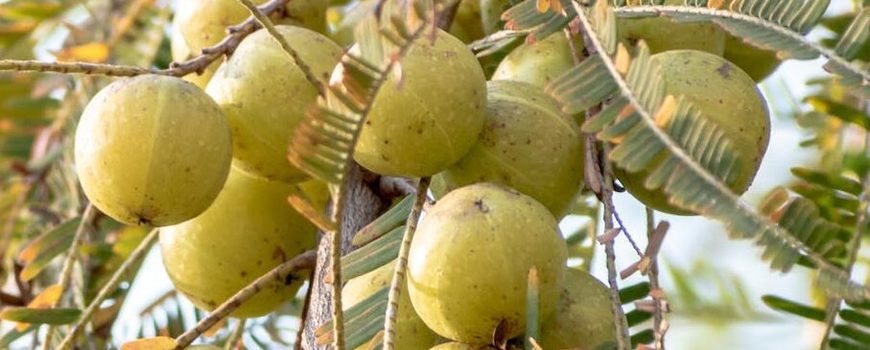 जाडो यामको ‘सुपर फुड’ हो अमला, जानौ यसको ६ फाइदाहरु