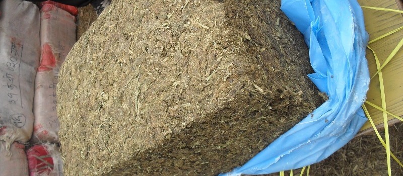 विराटनगर बसपार्कबाट ५० किलो गाँजासहित दुई जना पक्राउ