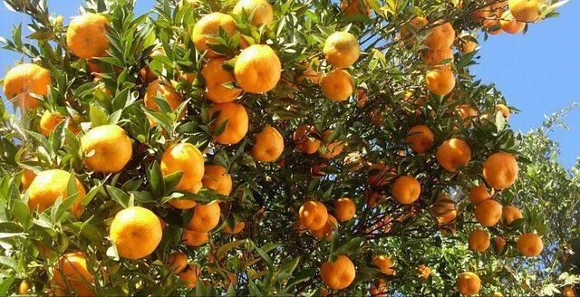 रुकुम (पूर्व) मा ३५ प्रतिशतले बढ्यो सुन्तला उत्पादन